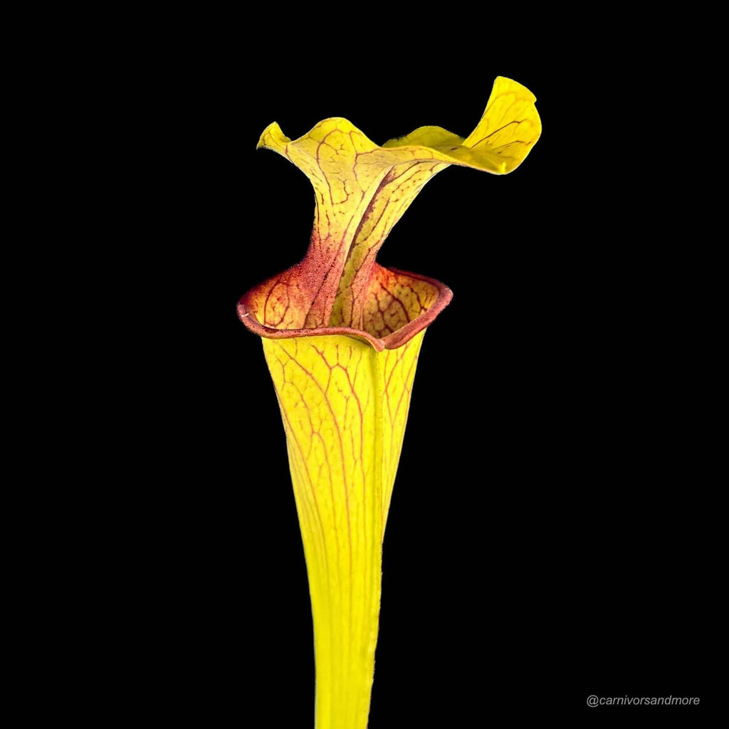 Sarracenia oreophila „Slim Phyllodia“, MK O 15, Clay Co. NC. 大森食虫植物農園