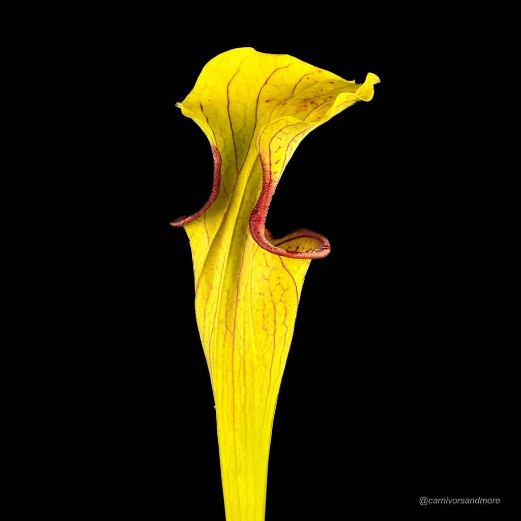 Sarracenia oreophila „Slim Phyllodia“, MK O 15, Clay Co. NC. 大森食虫植物農園