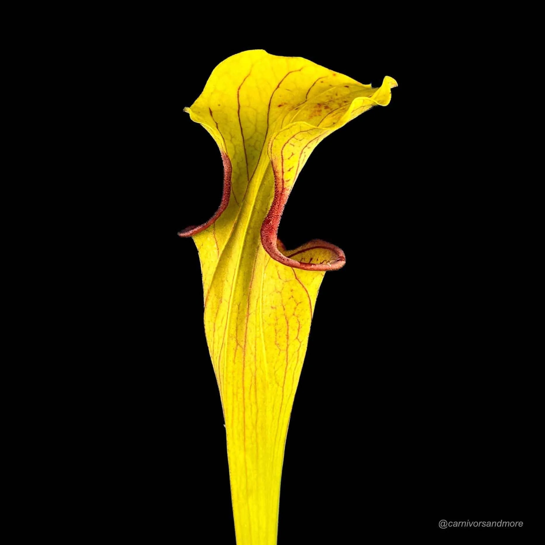 Sarracenia oreophila „Slim Phyllodia“, MK O 15, Clay Co. NC. 大森食虫植物農園