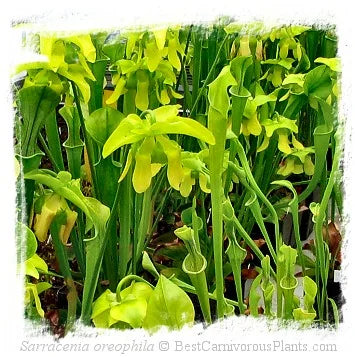 Sarracenia oreophila {different forms} / 1株の苗, サイズ 5-15 cm 大森食虫植物農園