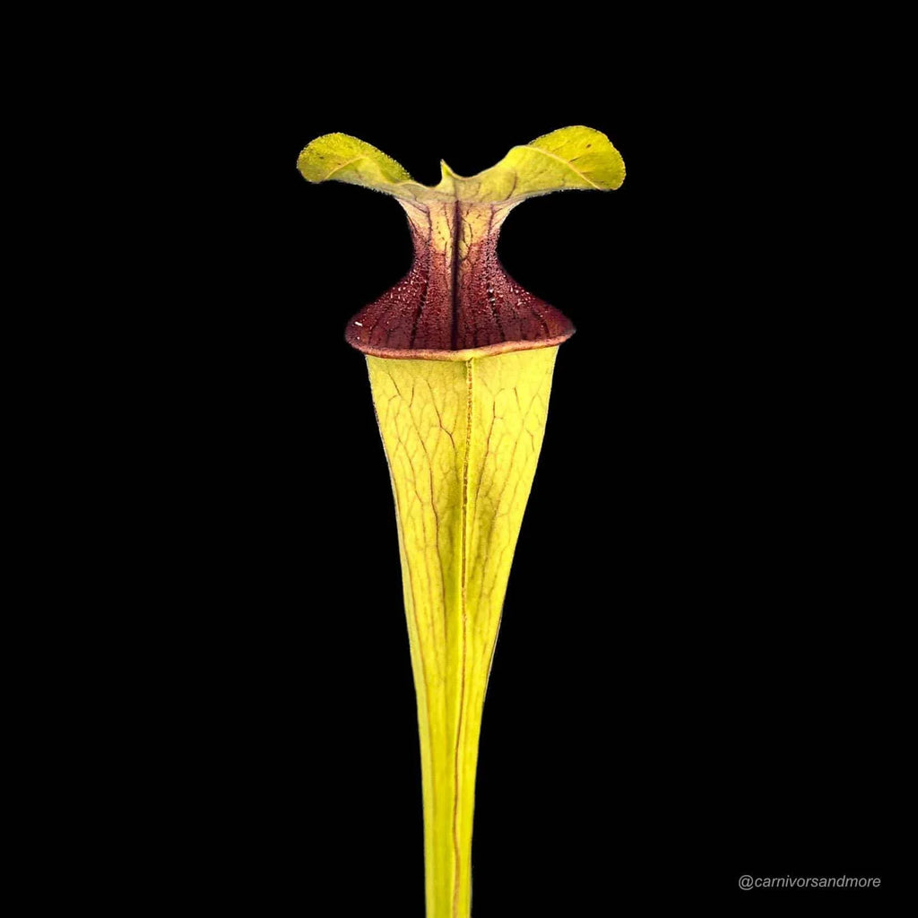 Sarracenia oreophila, ex Bot. Garden Prague 大森食虫植物農園