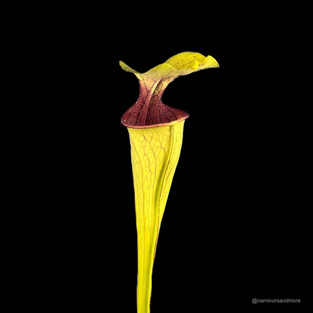 Sarracenia oreophila, ex Bot. Garden Prague 大森食虫植物農園
