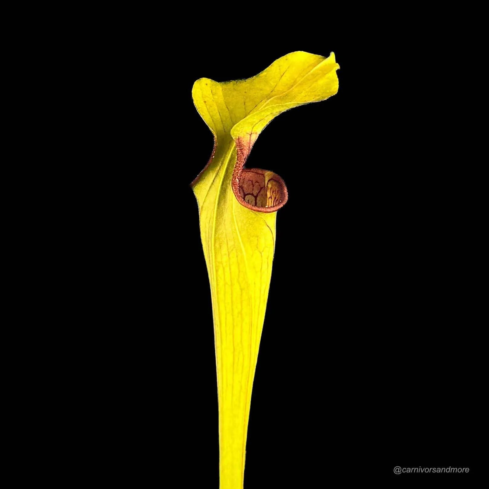 Sarracenia oreophila, ex Bot. Garden Prague 大森食虫植物農園