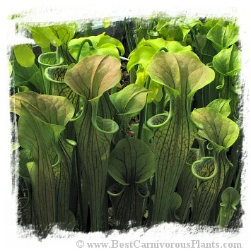 Sarracenia oreophila {large form, long lasting pitchers, Georgia, USA} [BCP ID# S283] (20粒の種子) 大森食虫植物農園