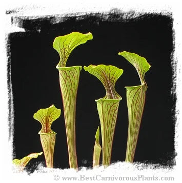 Sarracenia oreophila {large form, long lasting pitchers, Georgia, USA} [BCP ID# S283] (20粒の種子) 大森食虫植物農園