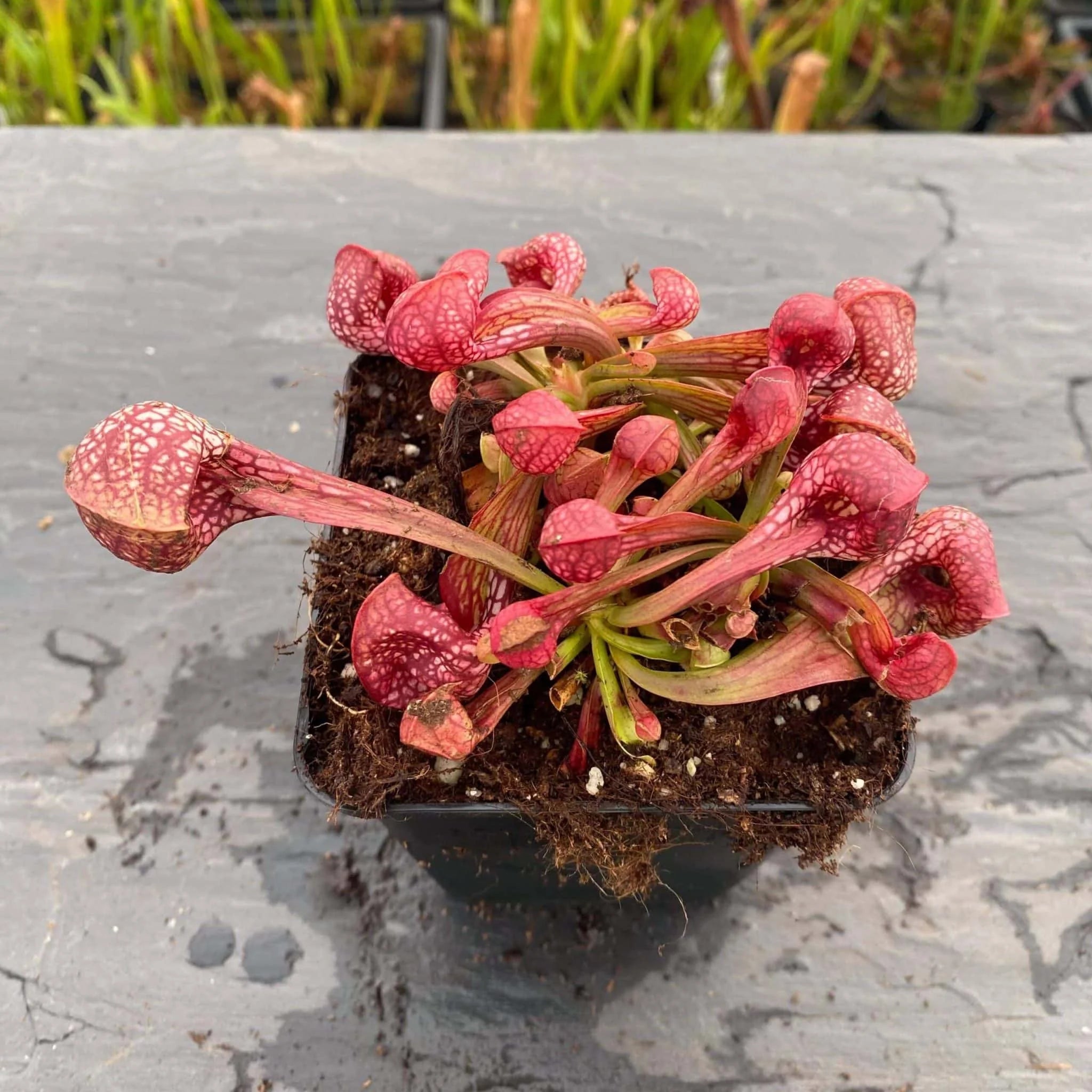 Sarracenia psittacina, Blackwater State forest, Bear Lake, Fl. # 20 大森食虫植物農園