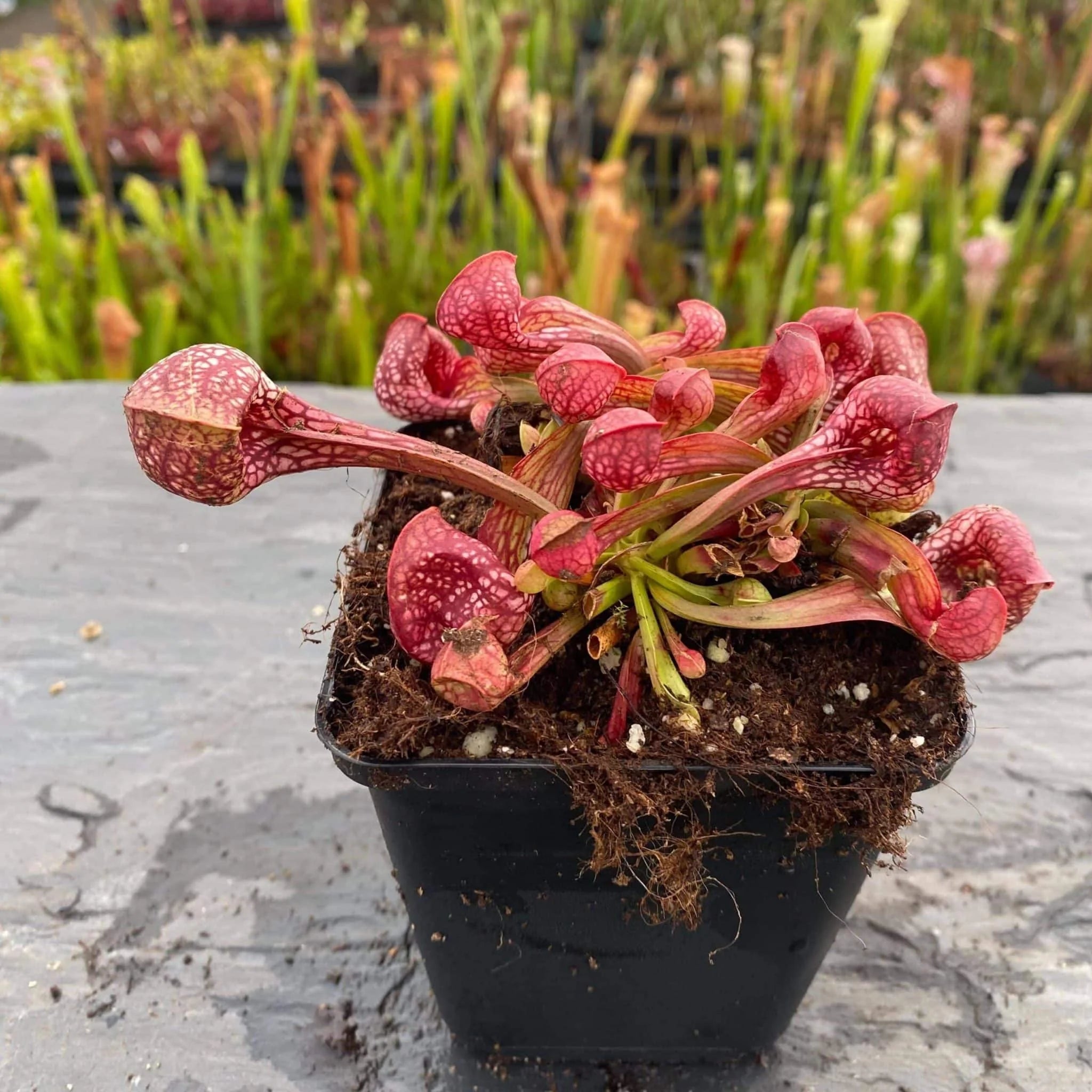 Sarracenia psittacina, Blackwater State forest, Bear Lake, Fl. # 20 大森食虫植物農園