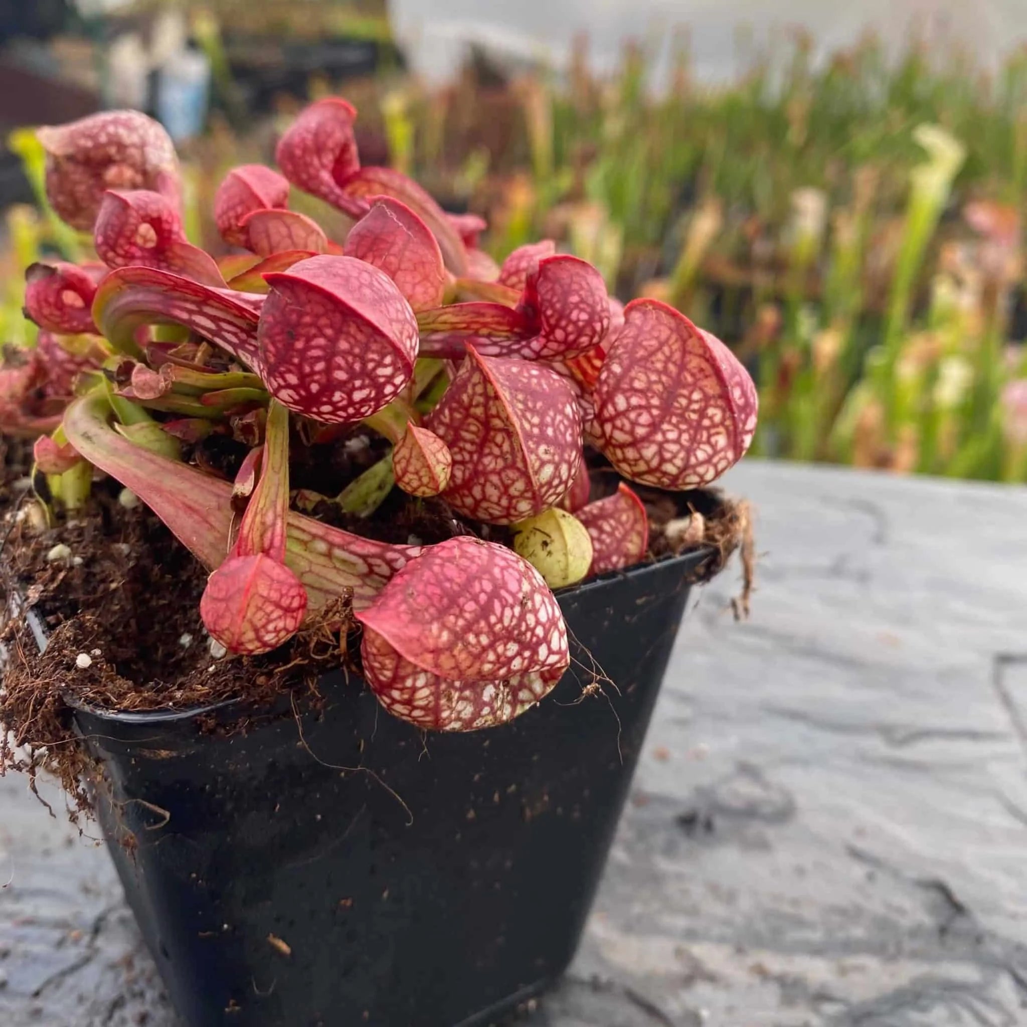 Sarracenia psittacina, Blackwater State forest, Bear Lake, Fl. # 20 大森食虫植物農園