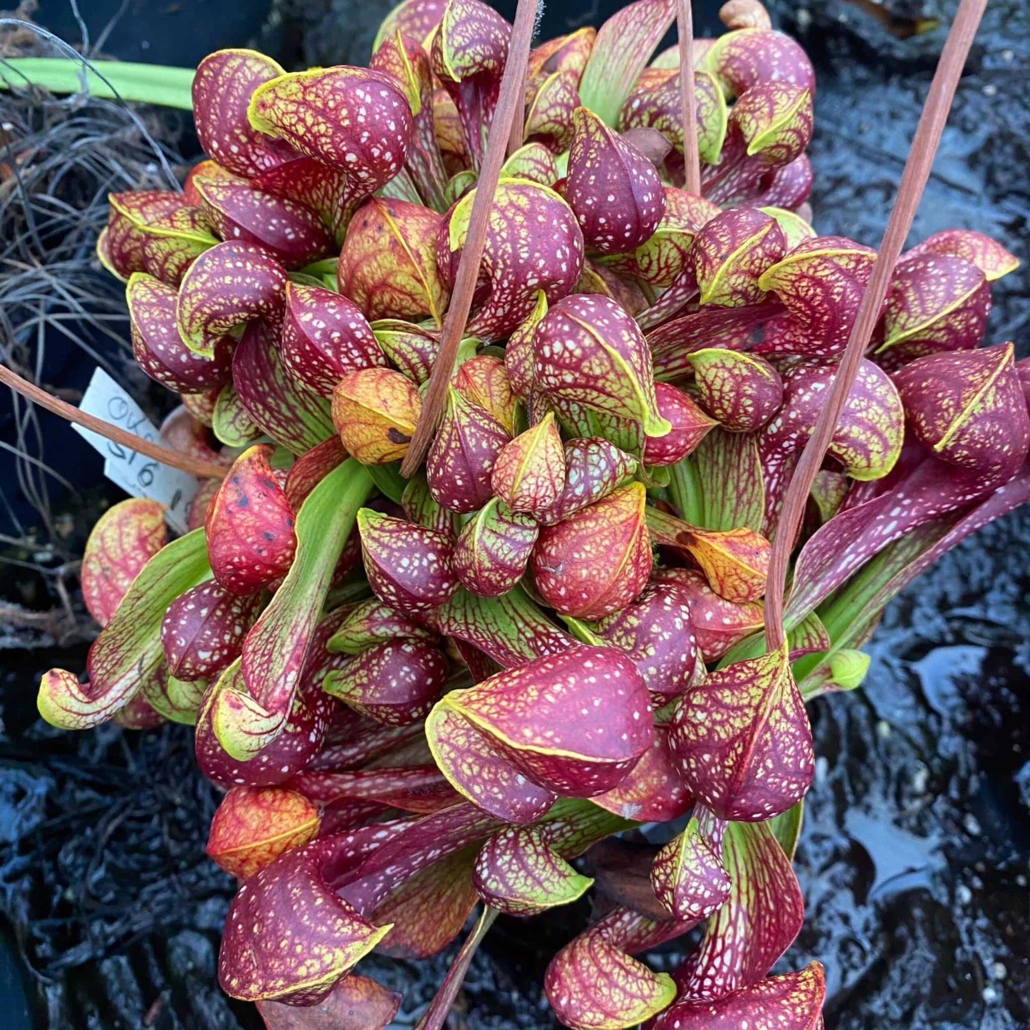 Sarracenia psittacina „Giant“, Clone SL 6 大森食虫植物農園