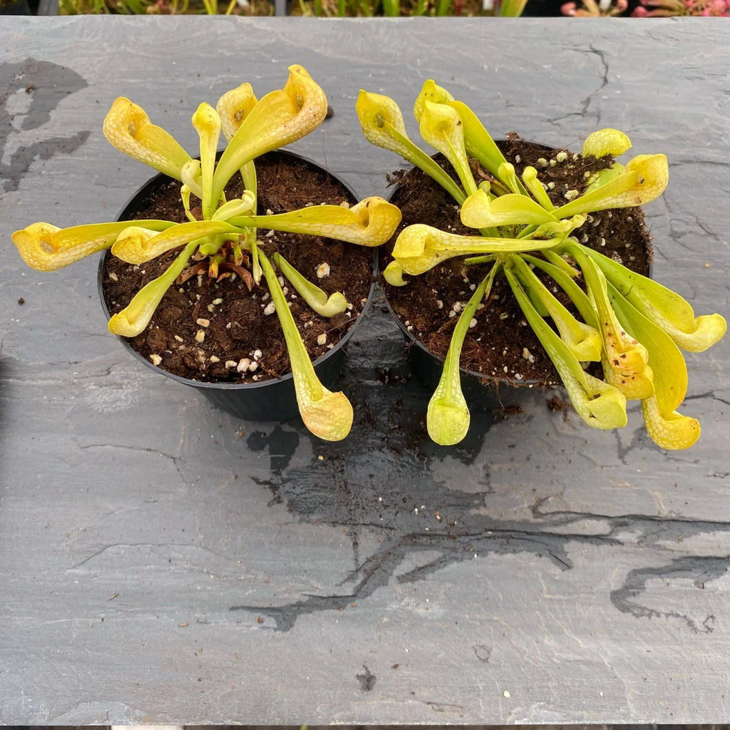 Sarracenia psittacina „Neon !“ 大森食虫植物農園