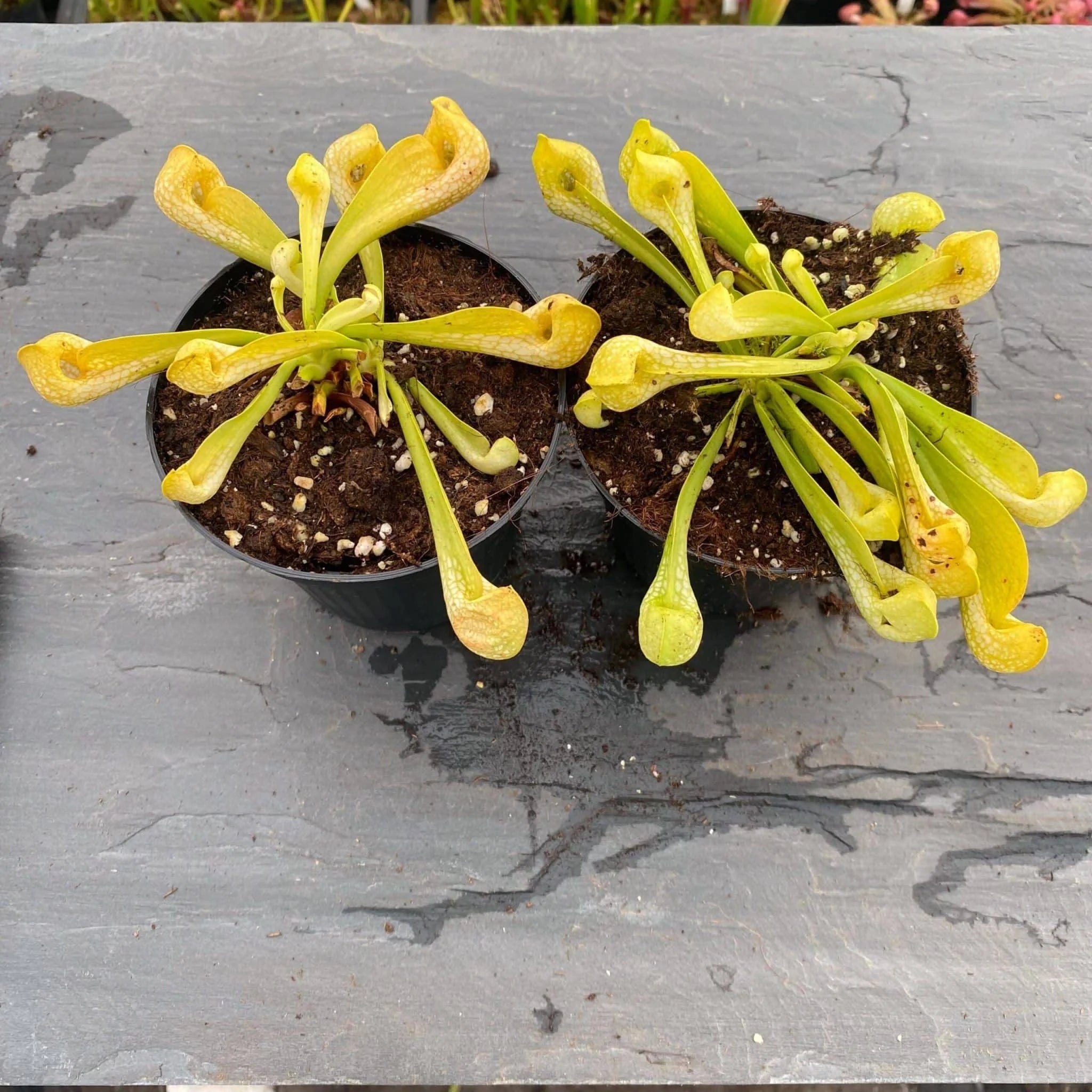 Sarracenia psittacina „Neon !“ 大森食虫植物農園