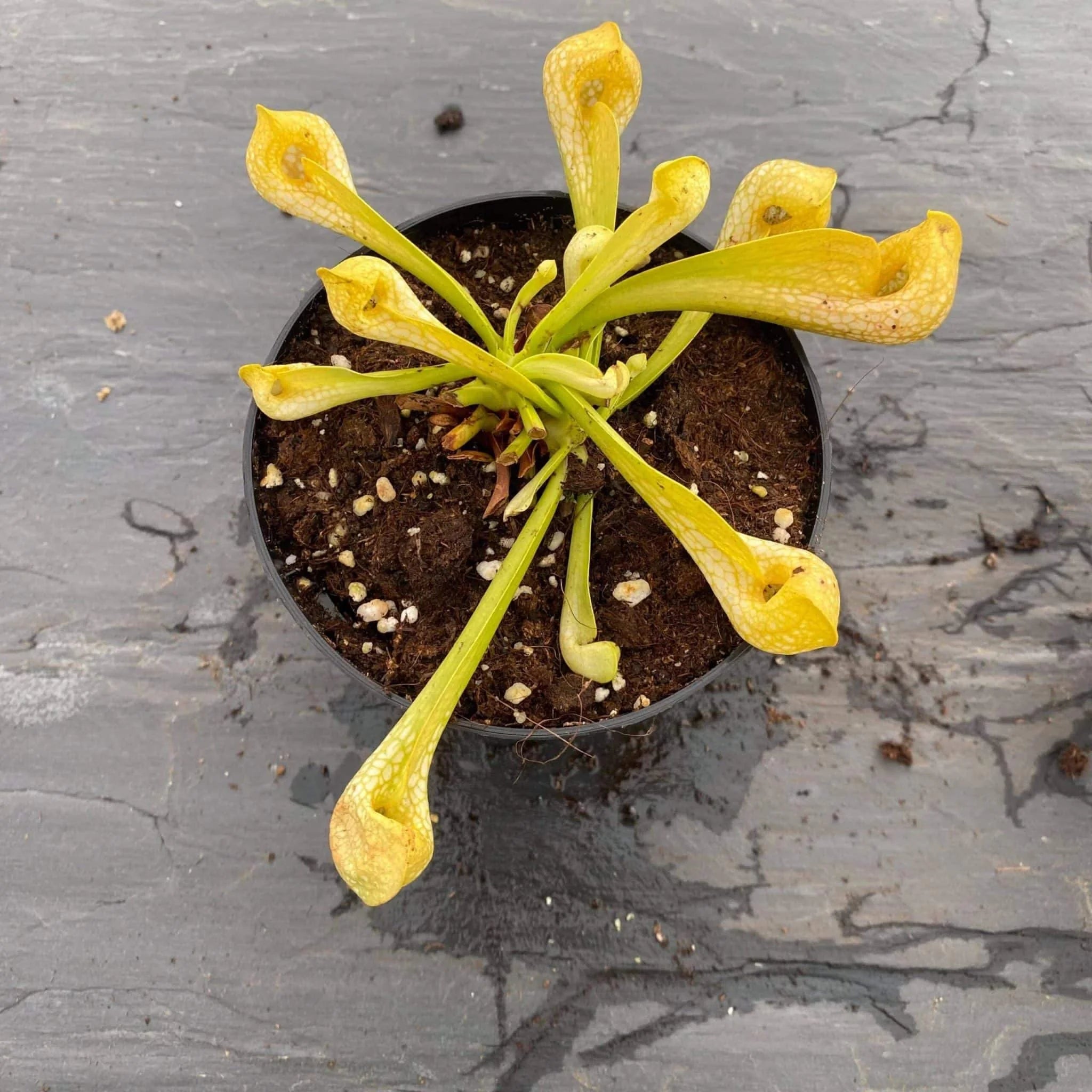 Sarracenia psittacina „Neon !“ 大森食虫植物農園
