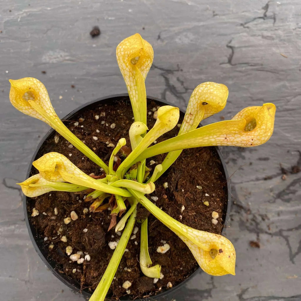 Sarracenia psittacina „Neon !“ 大森食虫植物農園
