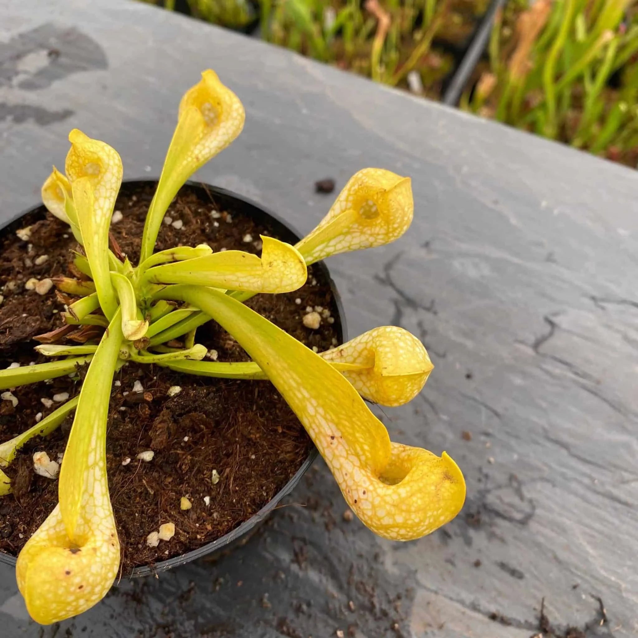 Sarracenia psittacina „Neon !“ 大森食虫植物農園