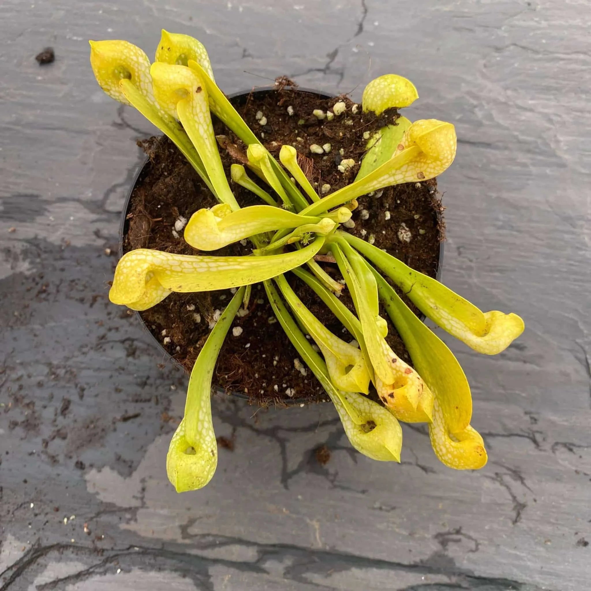 Sarracenia psittacina „Neon !“ 大森食虫植物農園