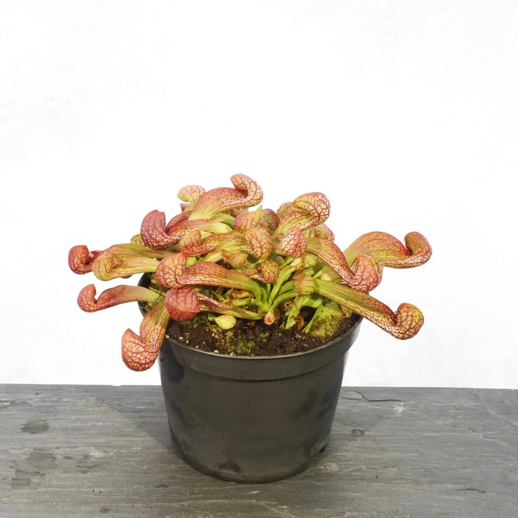 Sarracenia psittacina „Orange Flower“ 大森食虫植物農園