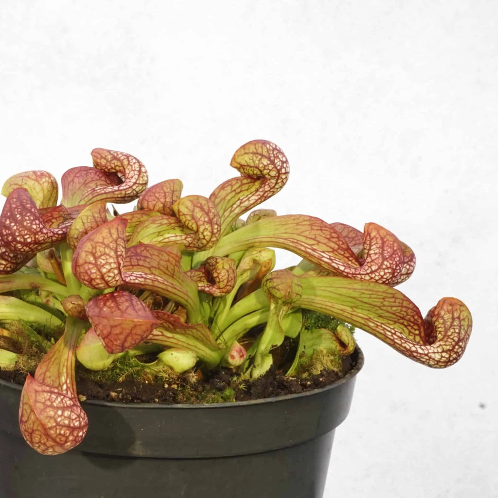 Sarracenia psittacina „Orange Flower“ 大森食虫植物農園