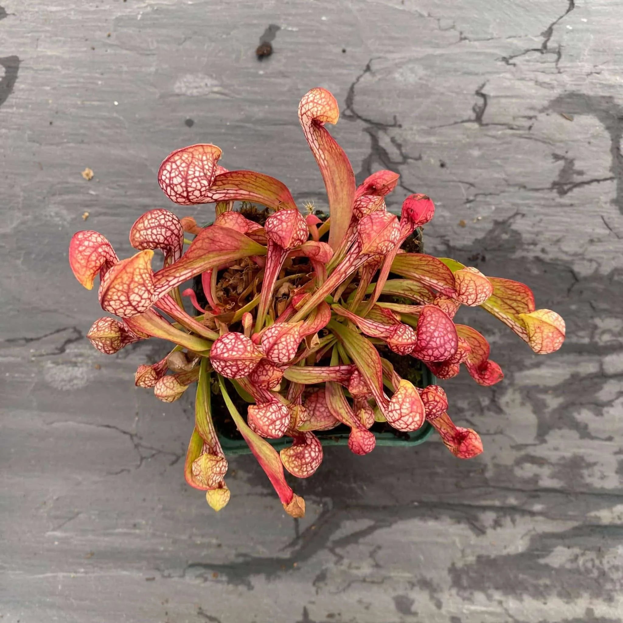 Sarracenia psittacina „Orange Flower“ 大森食虫植物農園