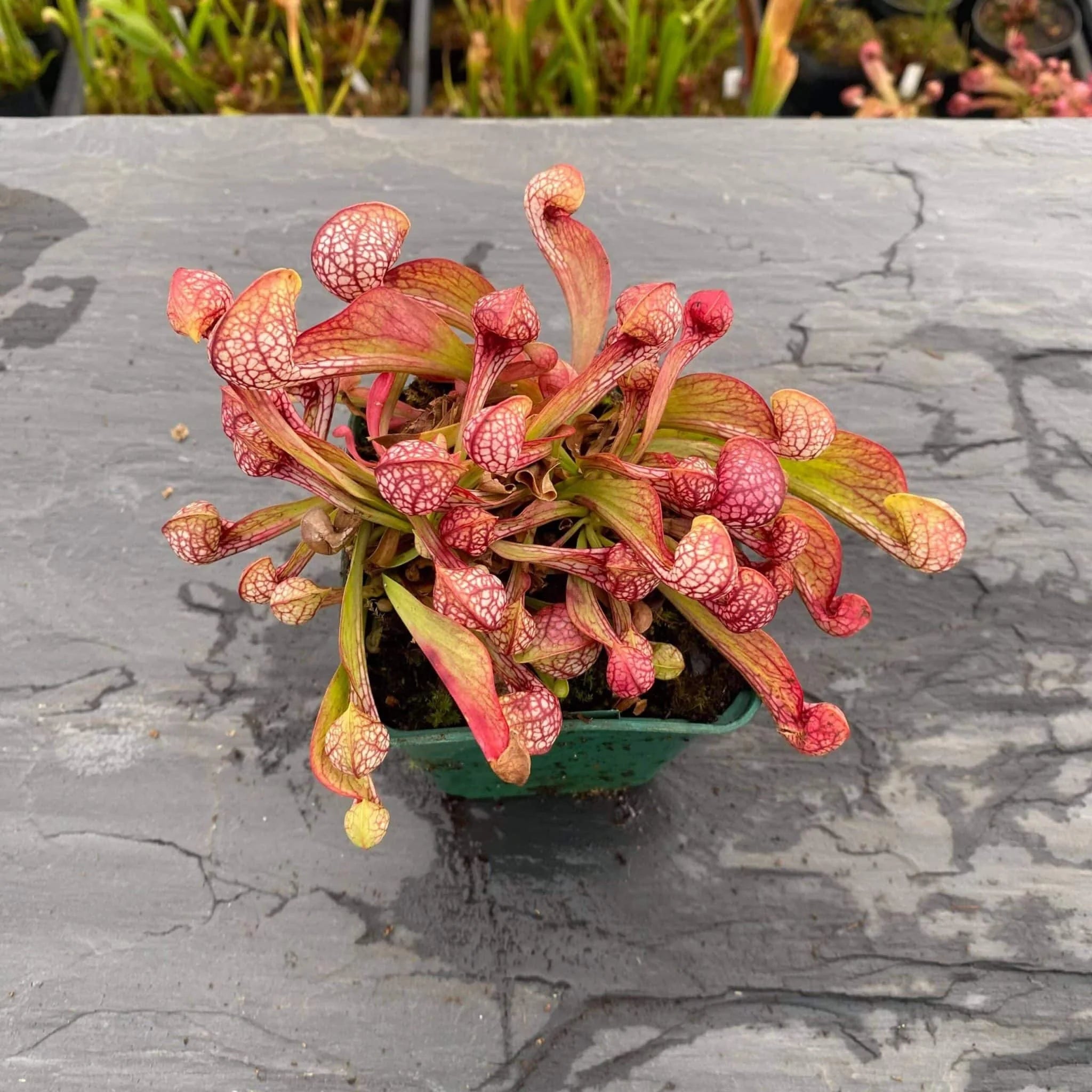 Sarracenia psittacina „Orange Flower“ 大森食虫植物農園