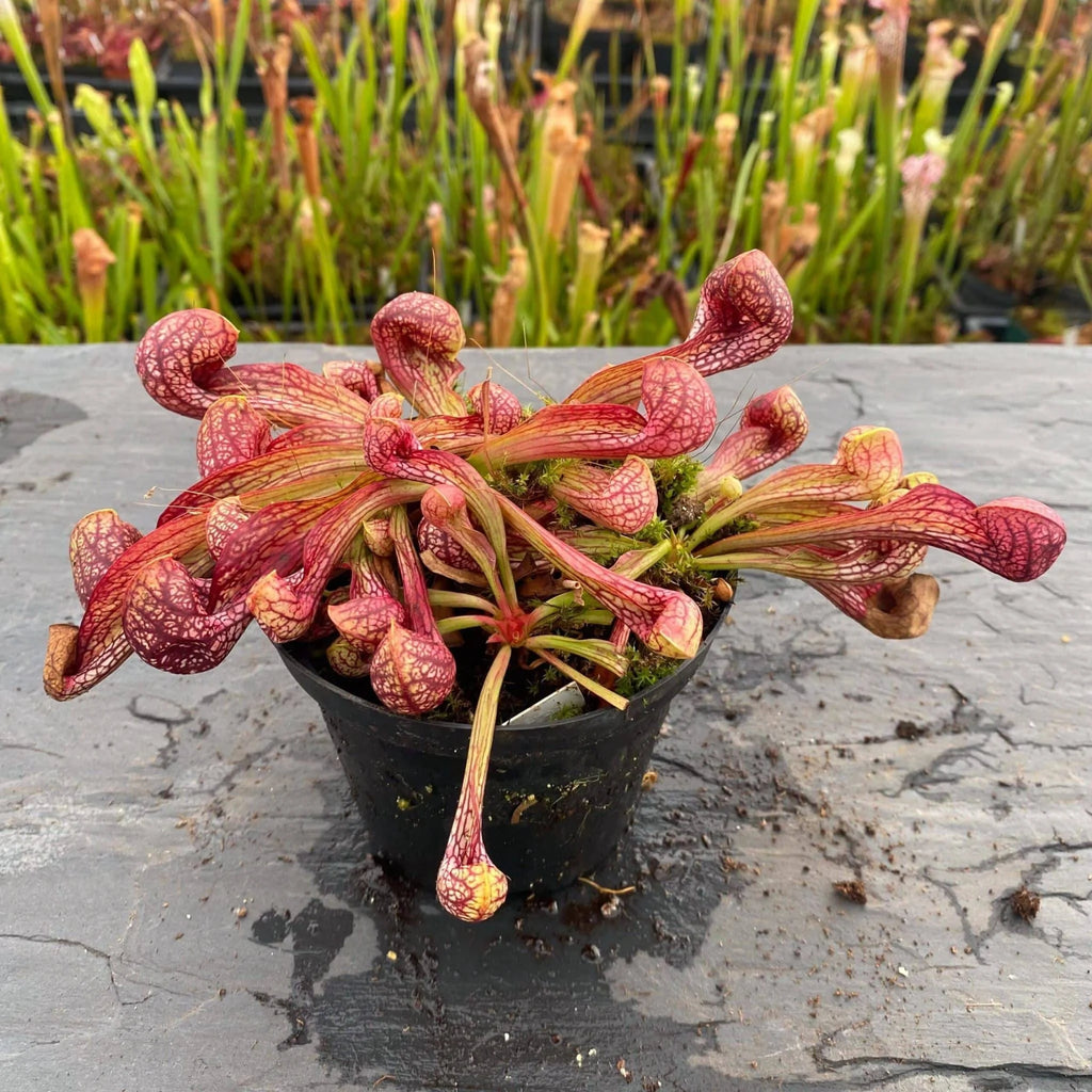 Sarracenia psittacina „Orange Flower“ 大森食虫植物農園
