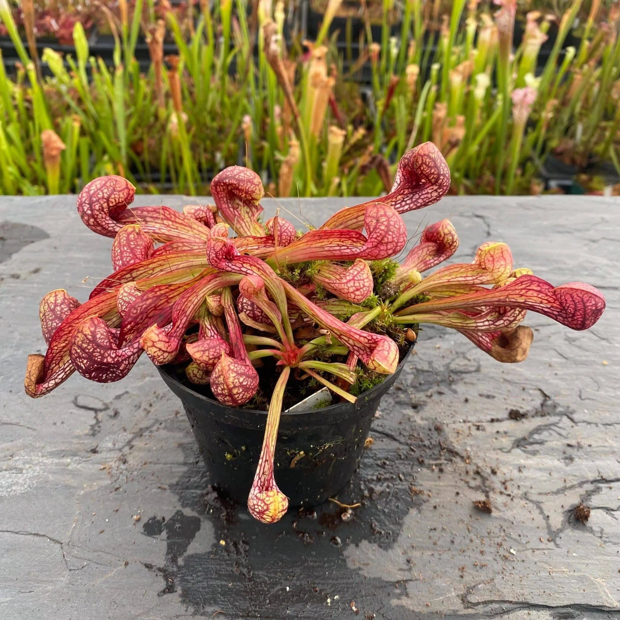 Sarracenia psittacina „Orange Flower“ 大森食虫植物農園