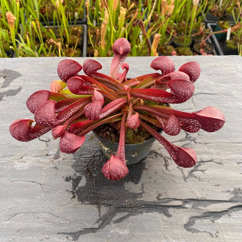 Sarracenia psittacina „Red/White“ 大森食虫植物農園