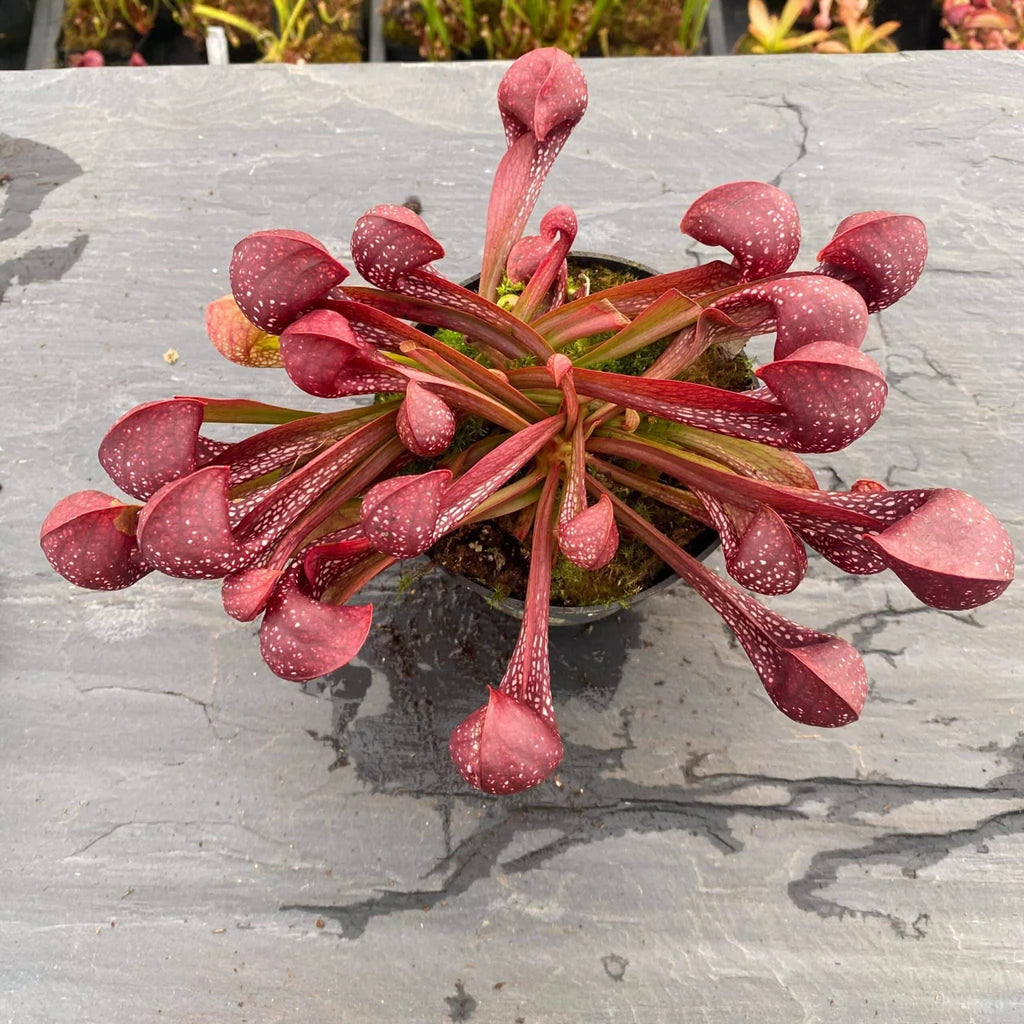 Sarracenia psittacina „Red/White“ 大森食虫植物農園