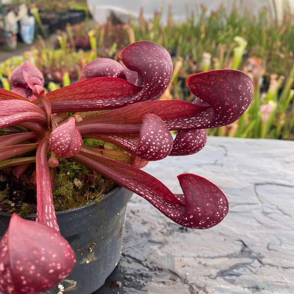 Sarracenia psittacina „Red/White“ 大森食虫植物農園