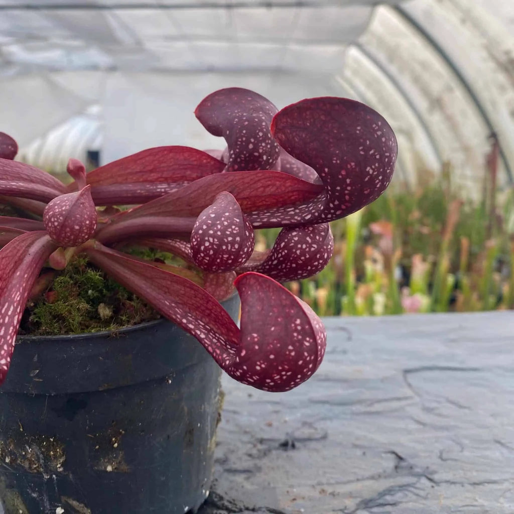 Sarracenia psittacina „Red/White“ 大森食虫植物農園