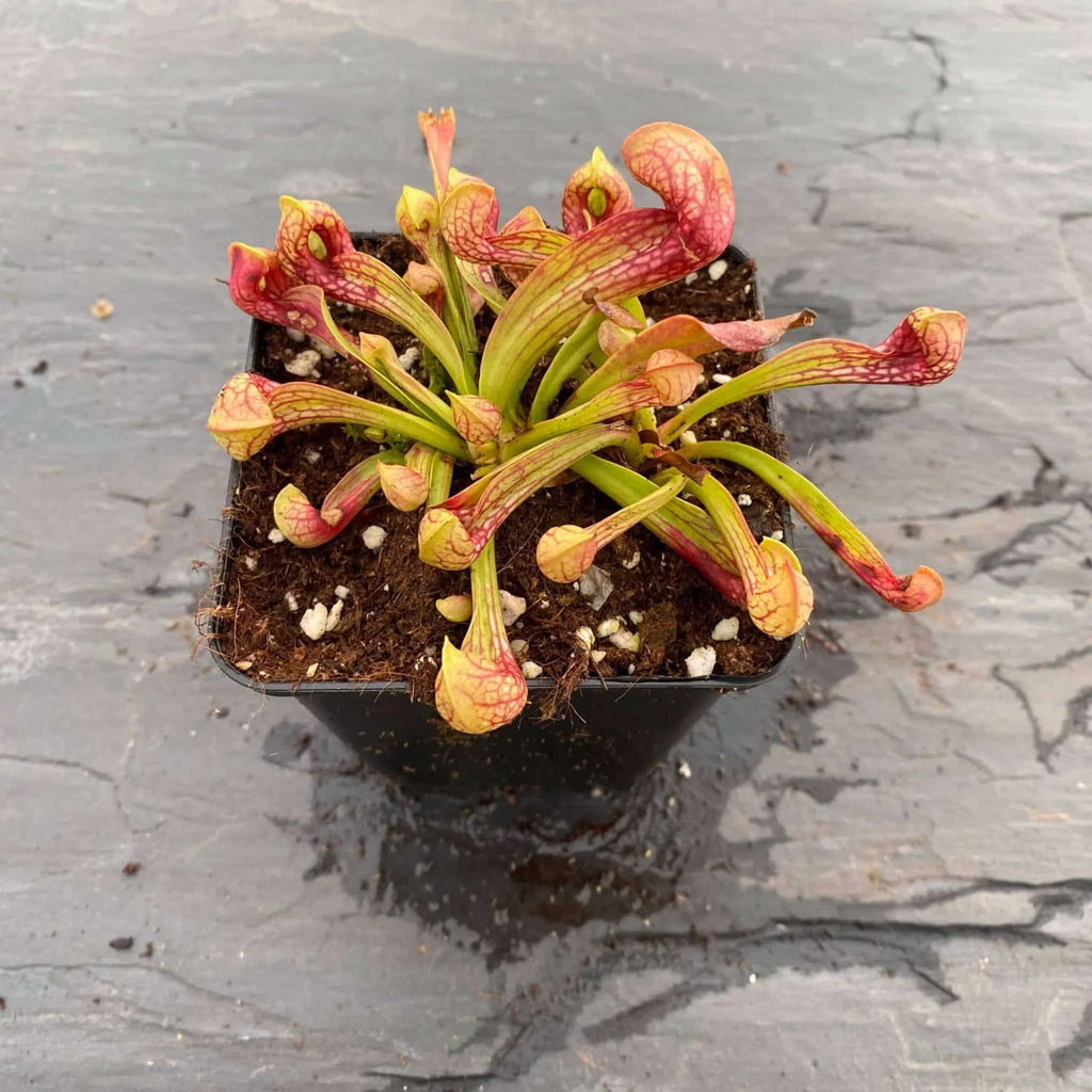 Sarracenia psittacina, Wewahitchka, seedgrown, 10-12cm 大森食虫植物農園