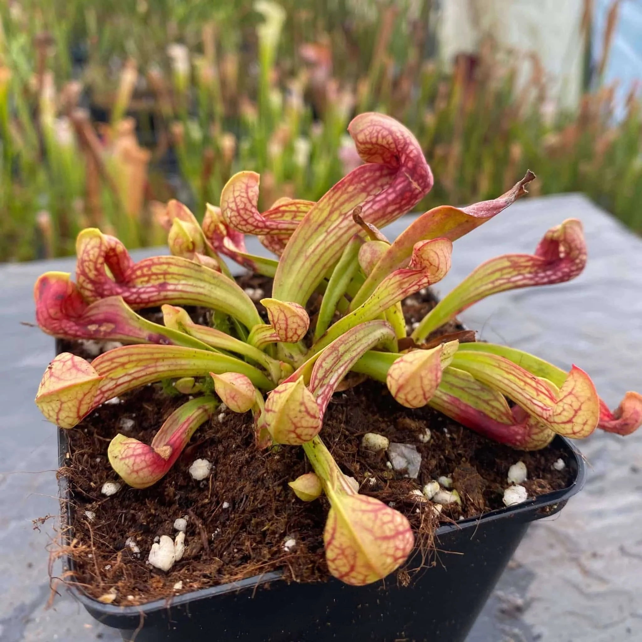 Sarracenia psittacina, Wewahitchka, seedgrown, 10-12cm 大森食虫植物農園