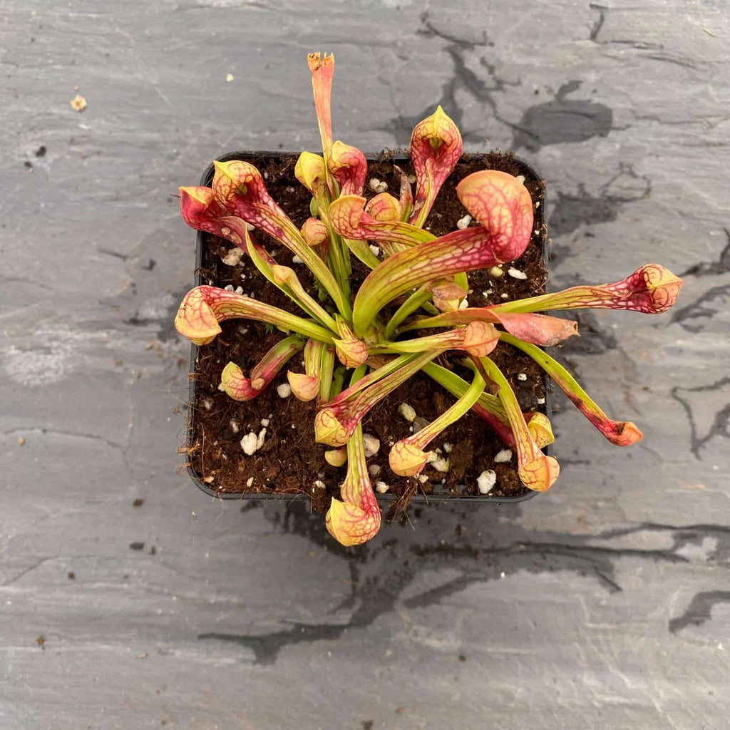 Sarracenia psittacina, Wewahitchka, seedgrown, 10-12cm 大森食虫植物農園