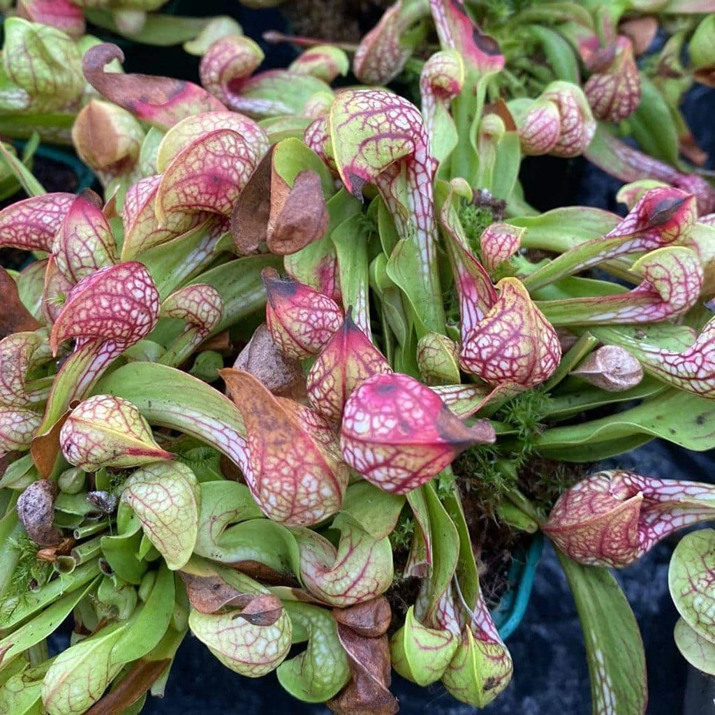 Sarracenia psittacina, Wewahitchka, seedgrown, 10-12cm 大森食虫植物農園