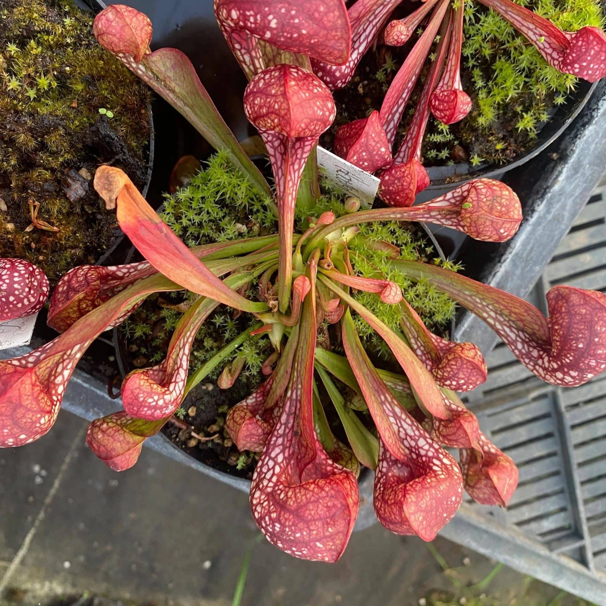 Sarracenia psittacina var. okefenokeensis „Big Globose Traps“, ex Dr. Koenig 大森食虫植物農園