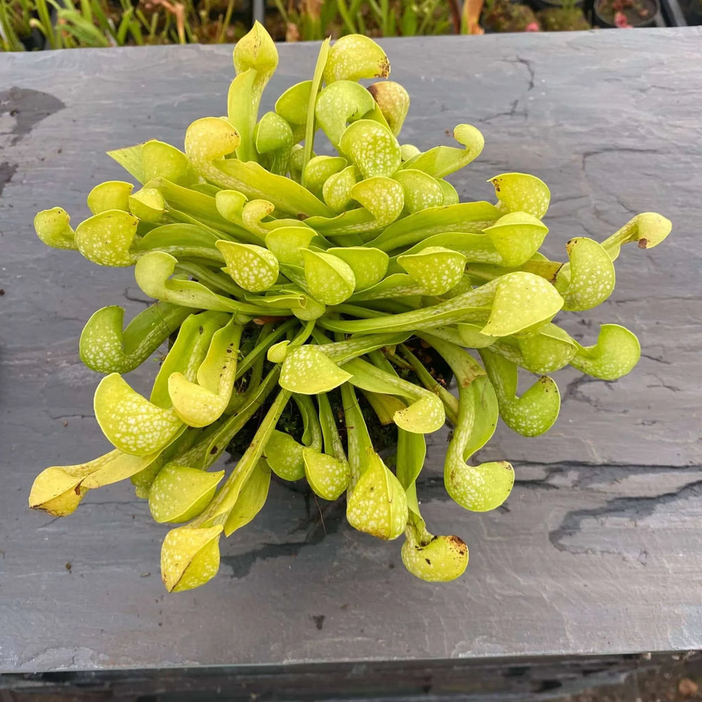 Sarracenia psittacina var. okefenokeensis f. viridescens, Sandy Creek Road 大森食虫植物農園