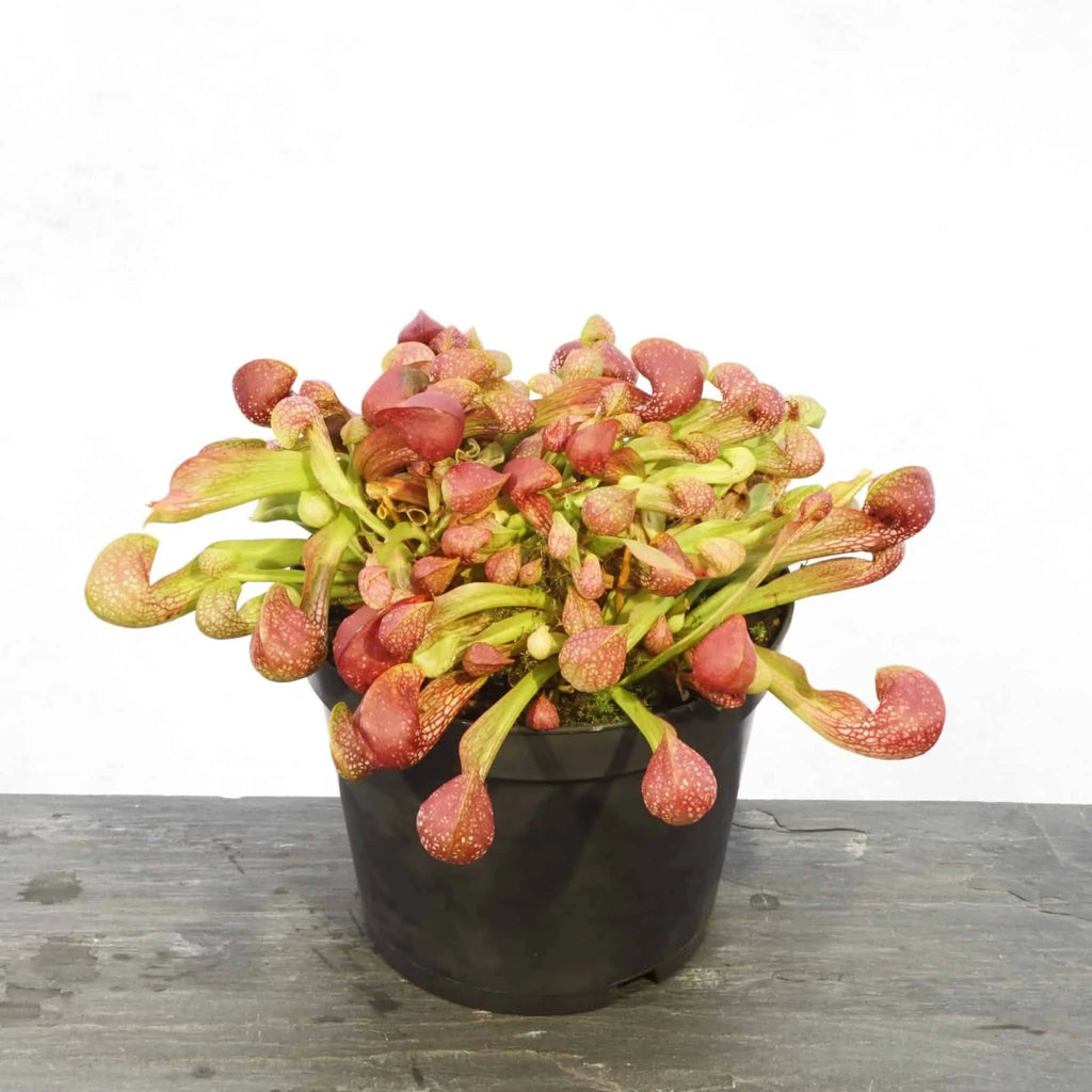 Sarracenia psittacina var. okefenokeensis, Yellow River, Santa Rosa Co. 大森食虫植物農園