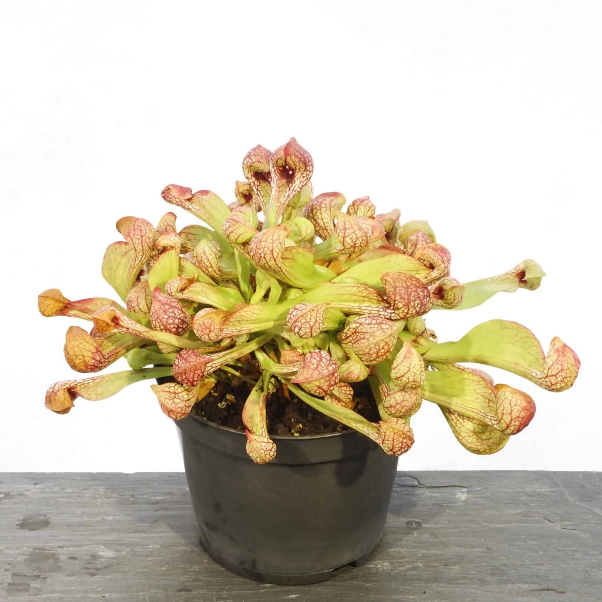 Sarracenia psittacina var. okefenokeensis # 13/3, Liberty Coﾠ 大森食虫植物農園