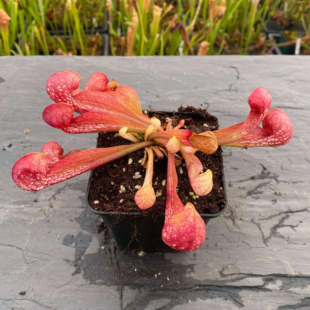 Sarracenia psittacina var. okefenokeensis, Lee’s Botanical Garden #3 大森食虫植物農園