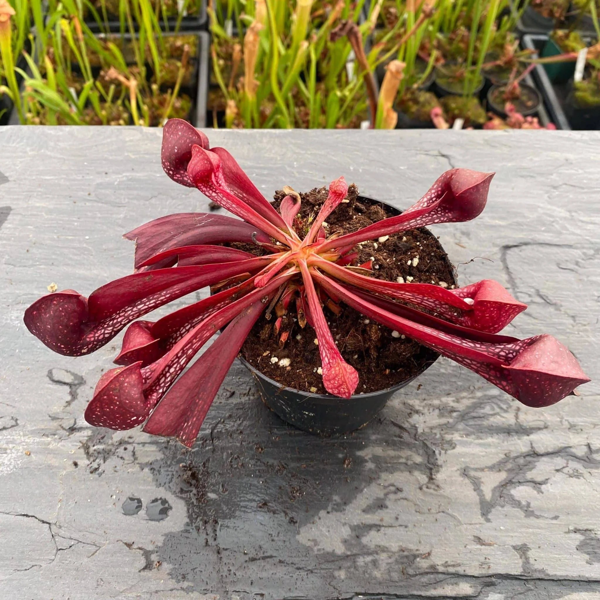 Sarracenia psittacina var. okefenokeensis, Liberty Co #13/1 own selectionﾠ 大森食虫植物農園