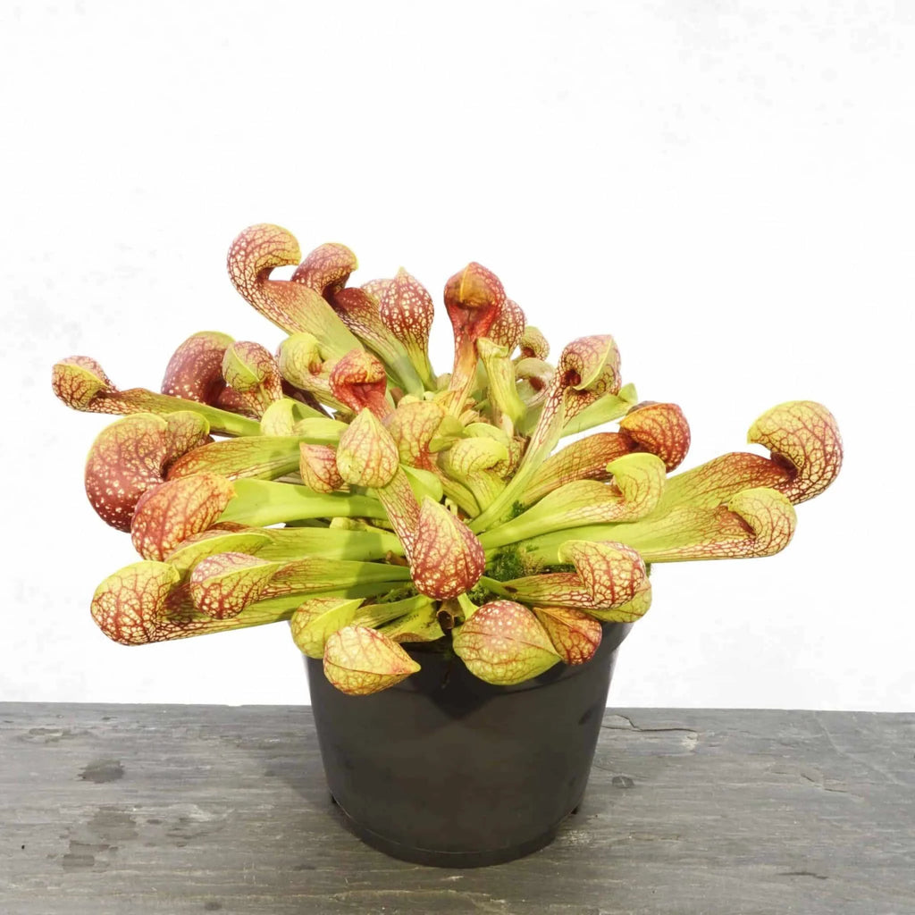 Sarracenia psittacina var. okefenokeensis, Lee’s Botanical Garden #1 大森食虫植物農園