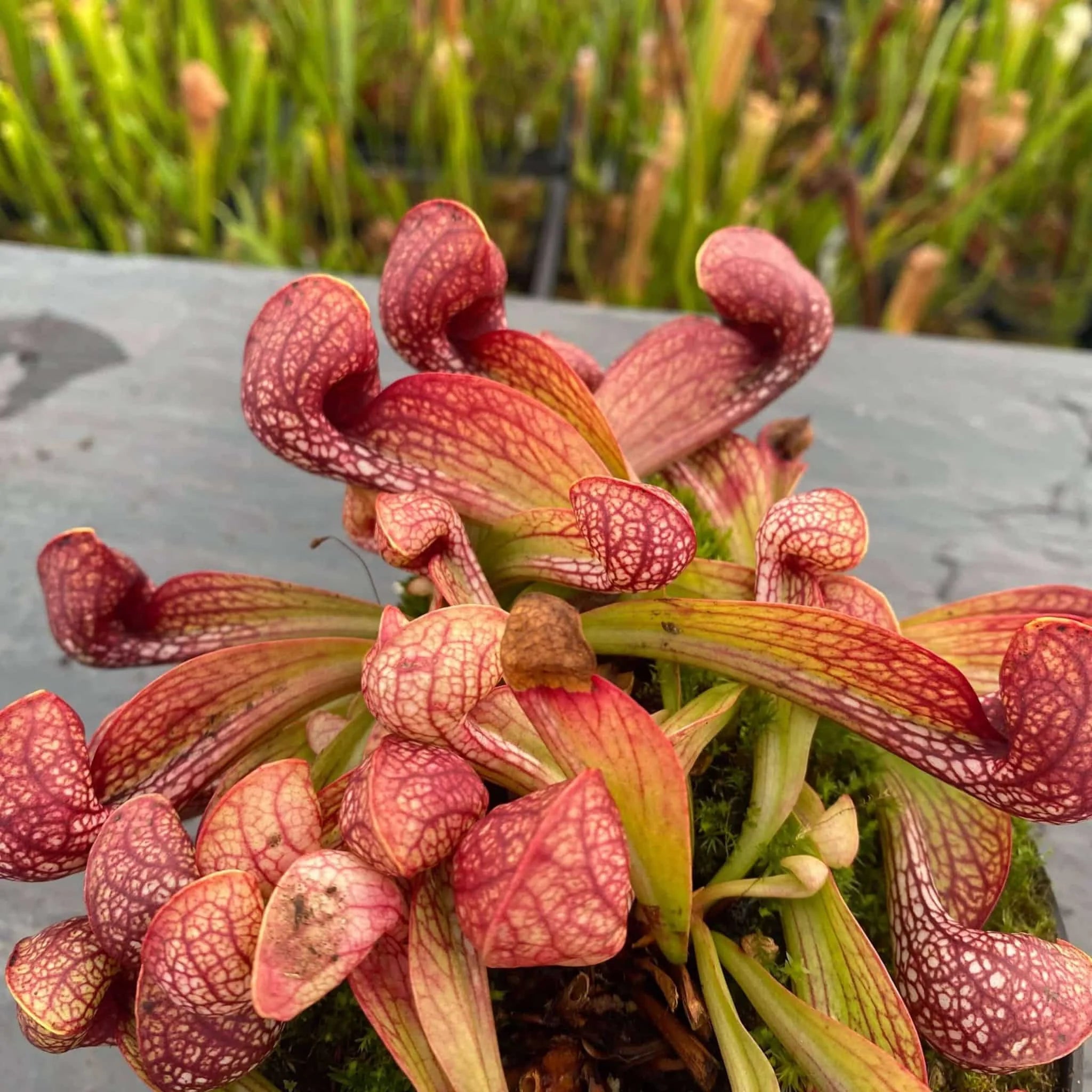 Sarracenia psittacina var. okefenokeensis, Lee’s Botancial Garden #2 大森食虫植物農園