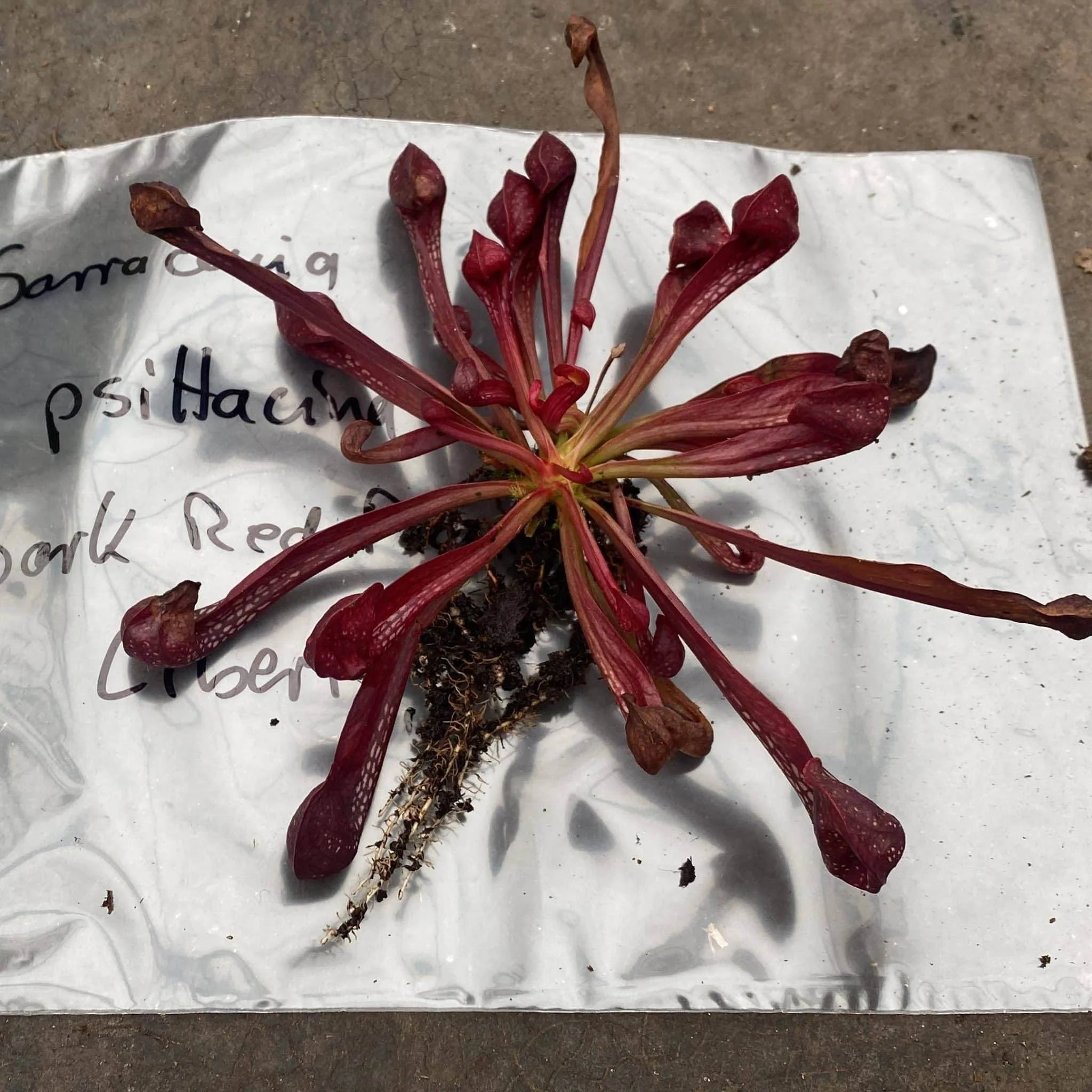 Sarracenia psittacina var. okefenokeensis „Dark red plant“, Liberty Co 大森食虫植物農園