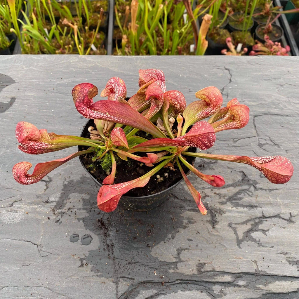 Sarracenia psittacina var. okefenokeensis „Red/White Massive Heads #15“, Citronelle, Alabama 大森食虫植物農園