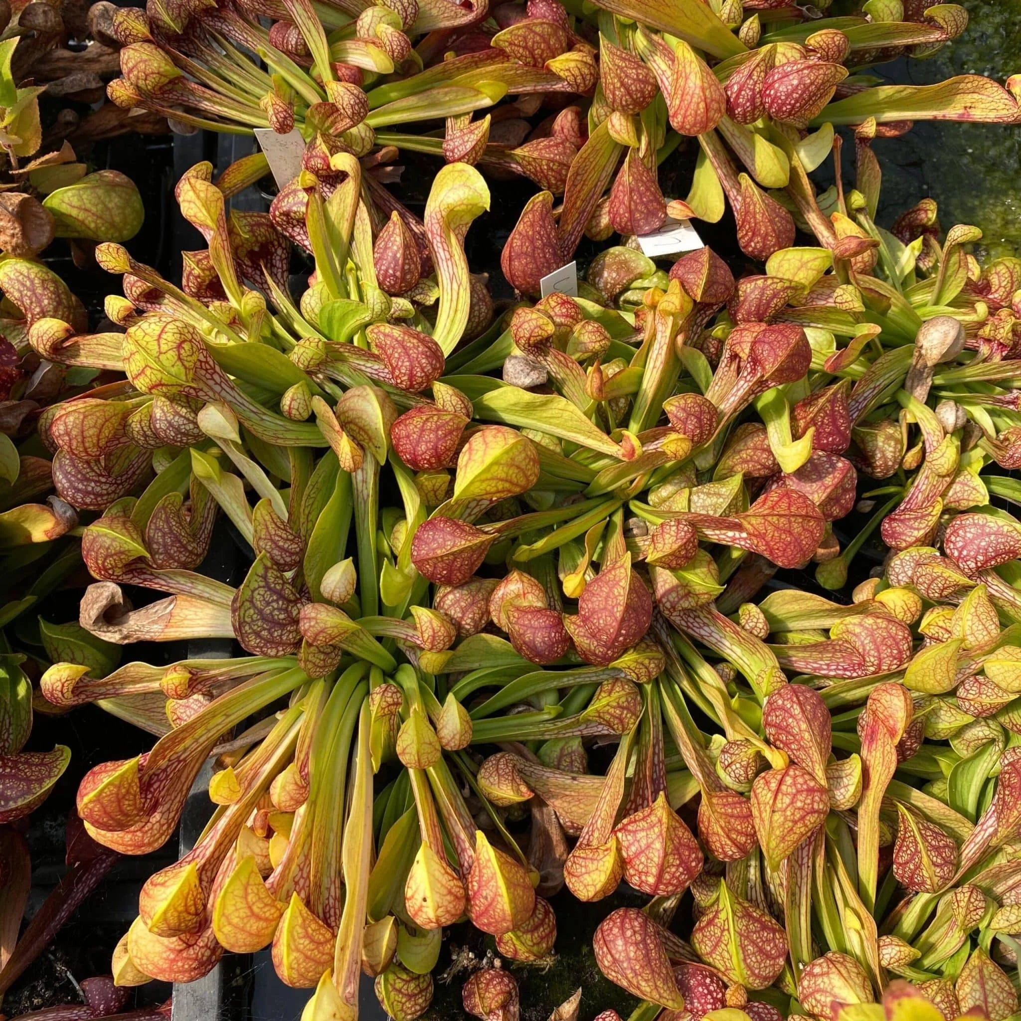Sarracenia psittacina var. okefenokeensis „Giant“, Liberty Co., Sumatra 大森食虫植物農園