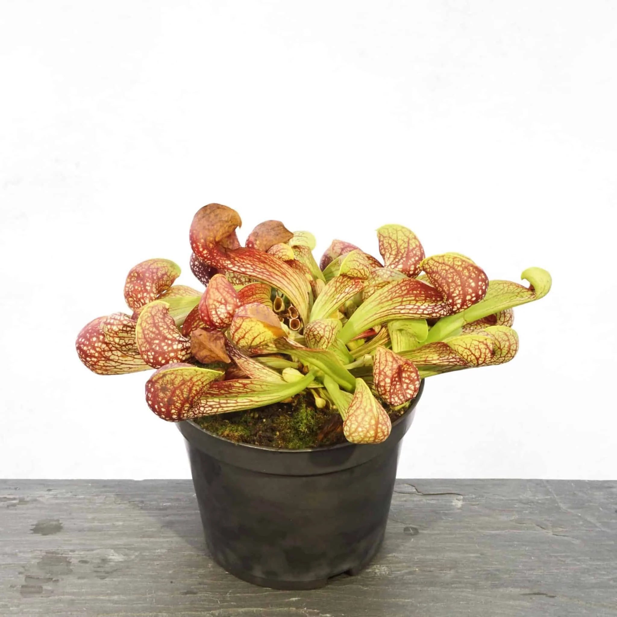 Sarracenia psittacina var. okefenokeensis, seedgrown plants from Lee’s Botanical Garden, 12cm 大森食虫植物農園