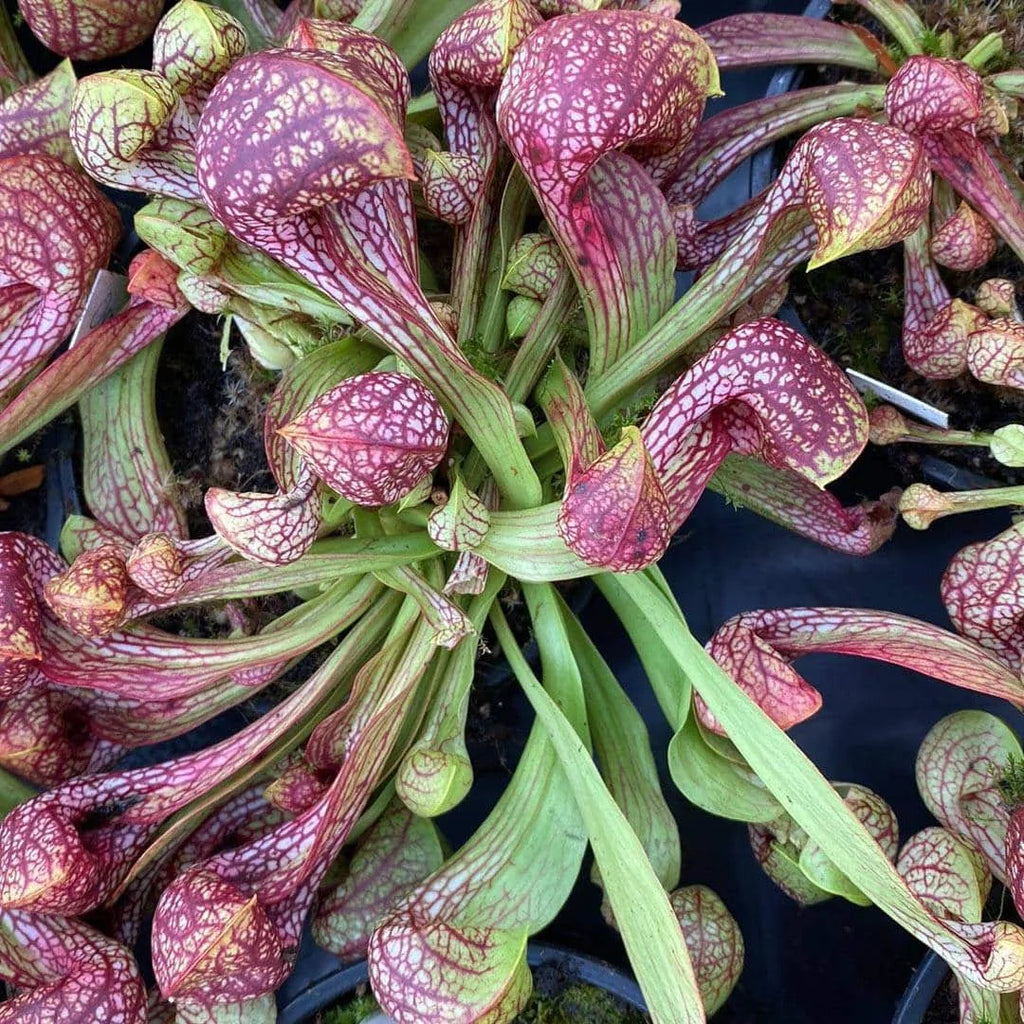 Sarracenia psittacina var. okefenokeensis „Big Globose Traps“, ex Dr. Koenig 大森食虫植物農園