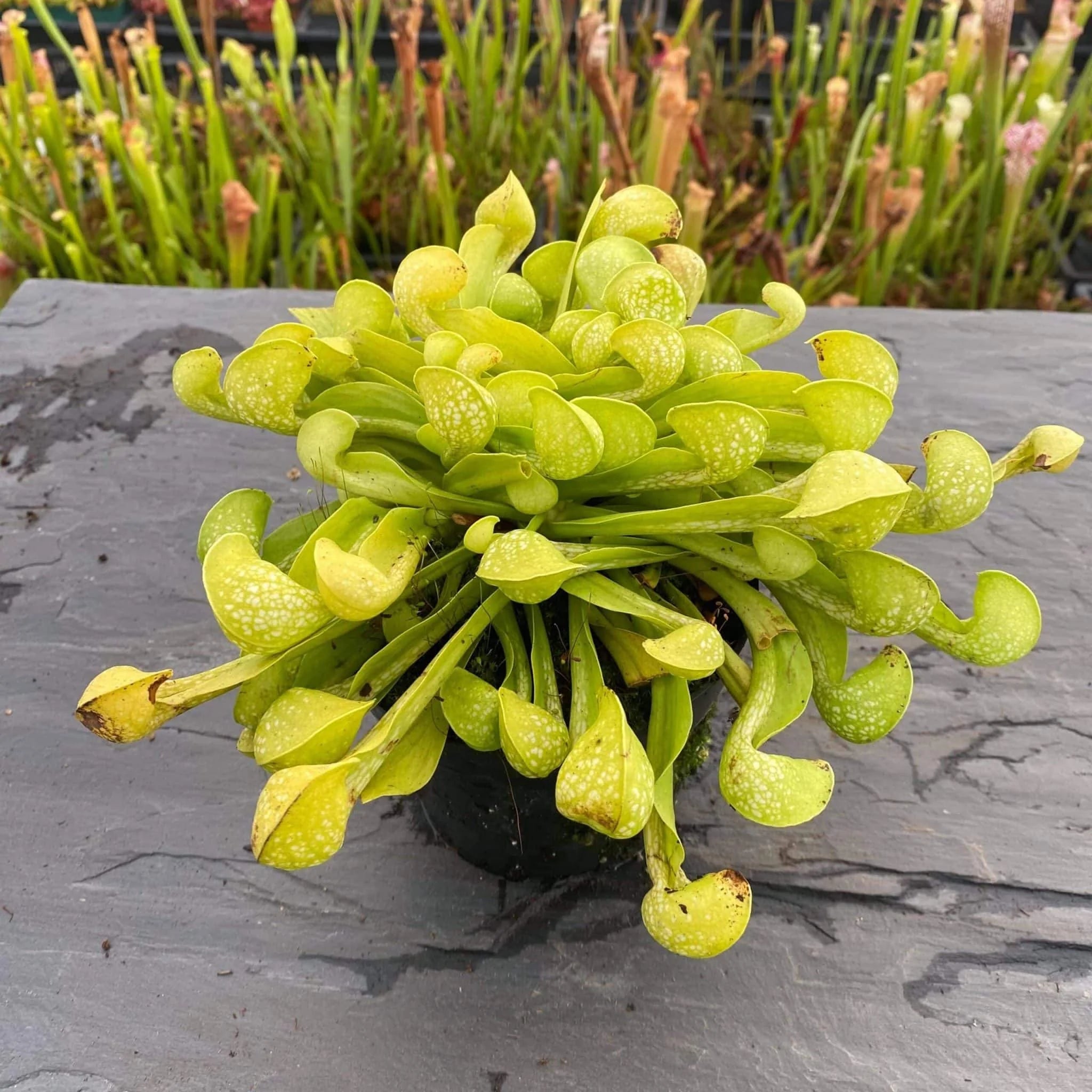 Sarracenia psittacina var. okefenokeensis f. viridescens, Sandy Creek Road 大森食虫植物農園