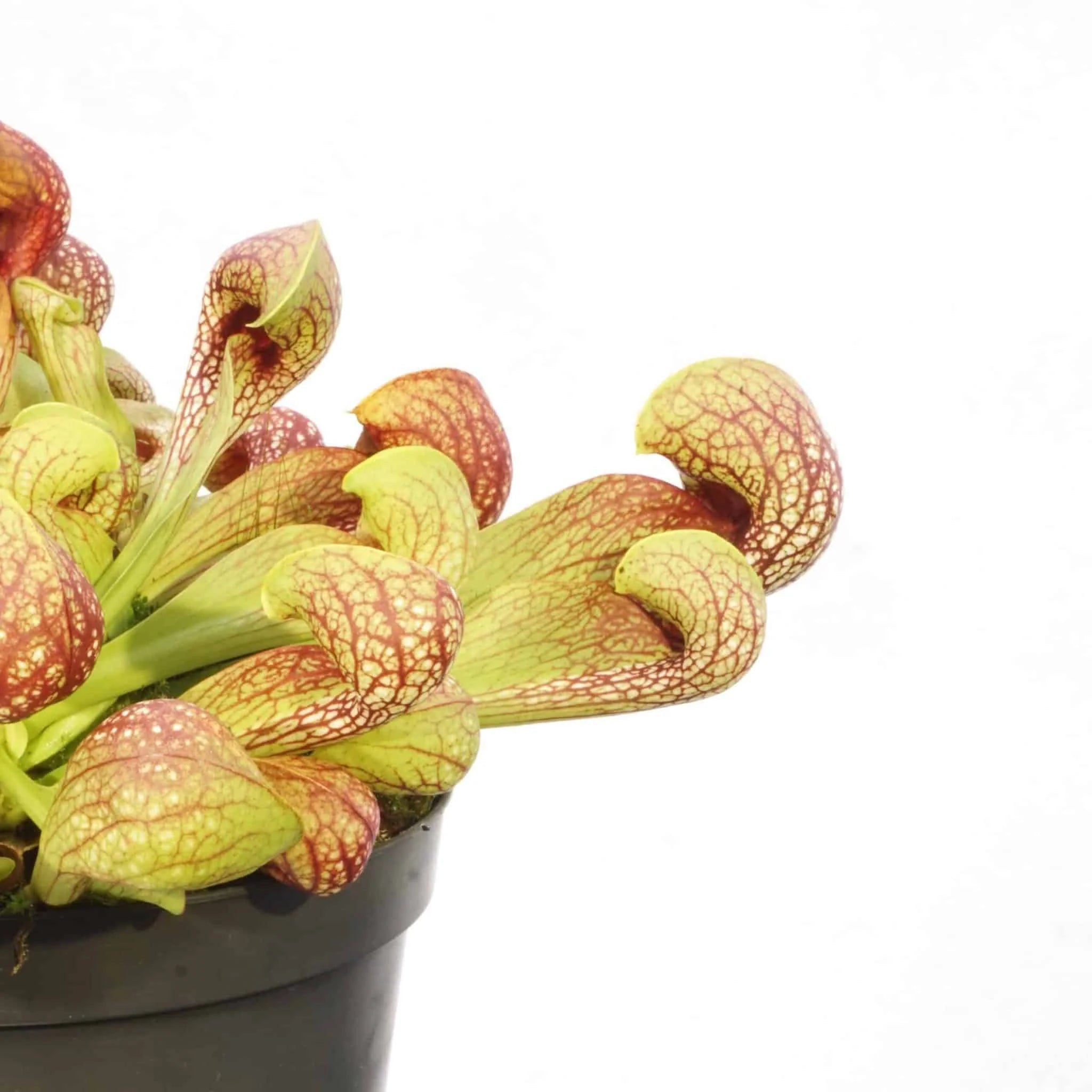 Sarracenia psittacina var. okefenokeensis, Lee’s Botanical Garden #1 大森食虫植物農園