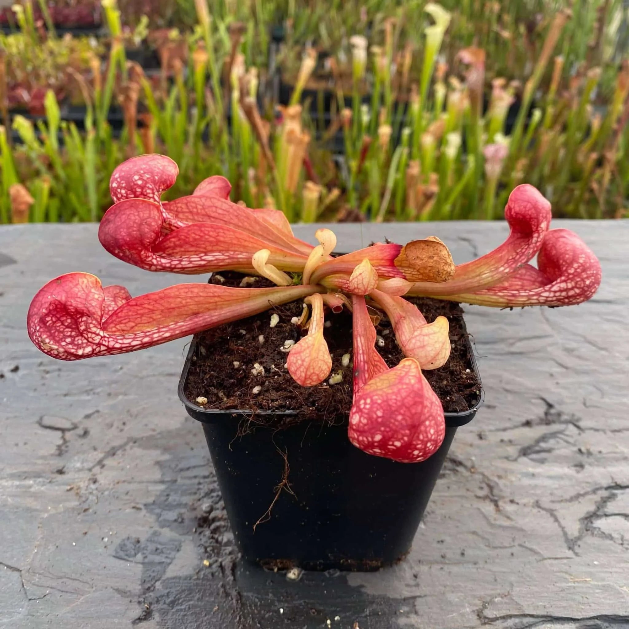 Sarracenia psittacina var. okefenokeensis, Lee’s Botanical Garden #3 大森食虫植物農園