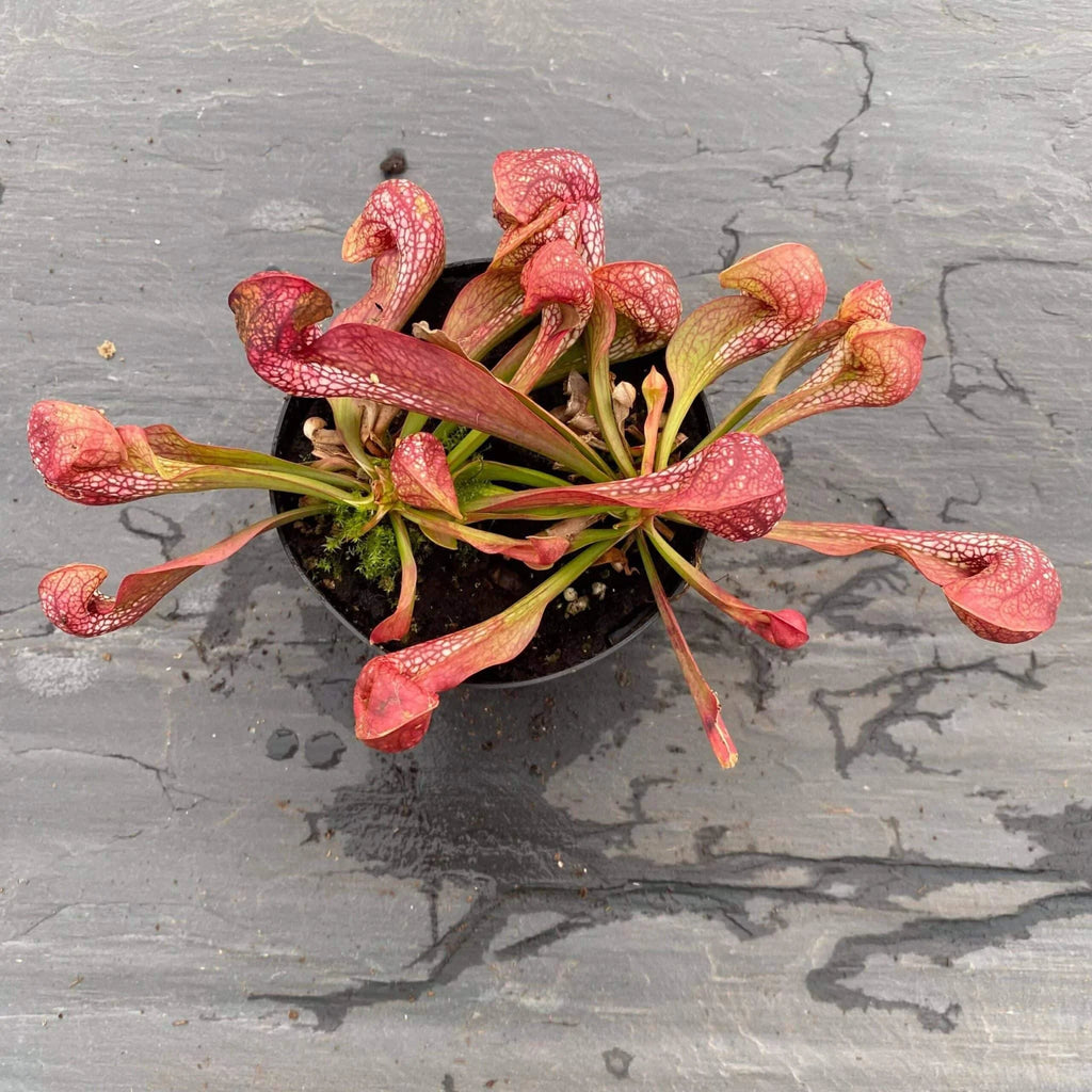 Sarracenia psittacina var. okefenokeensis „Red/White Massive Heads #15“, Citronelle, Alabama 大森食虫植物農園